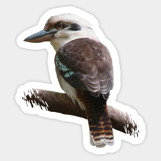 Kookaburra Sticker by Daniel Ranger